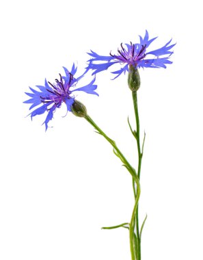 Beyaz arka planda izole edilmiş mor knapweed çiçekleri. Mavi kır çiçeği bitkisi ya da bekarlığa veda çiçeği