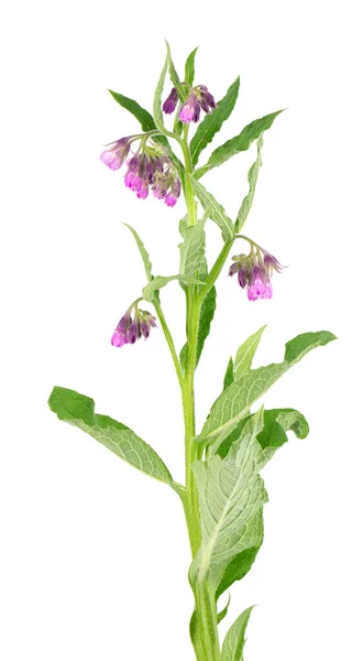 Comfrey Bokor Virágokkal Elszigetelt Fehér Háttérrel Symphytum Officinale Növény Gyógynövény — Stock Fotó