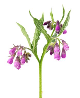 Çiçekli papatya çalısı, beyaz arka planda izole edilmiş. Symphytum officinale bitkisi. Bitkisel ilaçlar. Kesme yolu