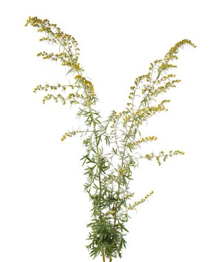 Artemisia vulgaris isolated on white background. Common mugwort flowers. Herbal medicine. Clipping path