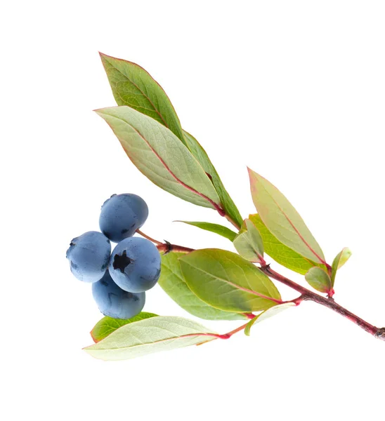 Blueberry Branch Isolated White Background Bilberry Whortleberry Green Leaves Clipping — 图库照片