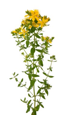 St. John otları, beyaz arka planda izole edilmiş. Hypericum çiçekleri kapanıyor