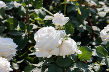 Kırmızı, sarı, beyaz, mor ve pembe güller gül bahçesinde