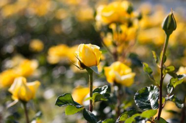 Kırmızı, sarı, beyaz, mor ve pembe güller gül bahçesinde