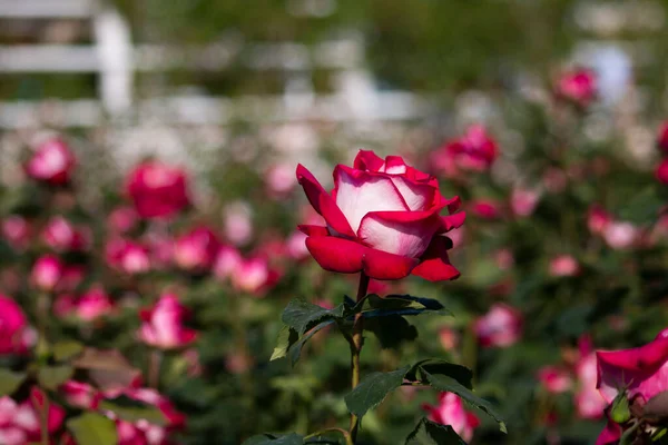 Red Yellow Pink Roses Rose Garden — Stockfoto