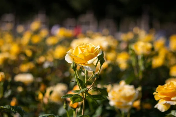 Red Yellow White Purple Pink Roses Rose Garden — Stock Photo, Image
