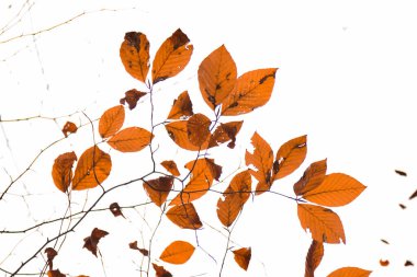 Ağaç Yaprakları (Kuru Yapraklar, Yeşil Yapraklar, Dökülen Yapraklar))