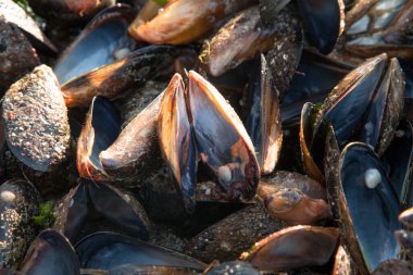 Young man cleans mussels