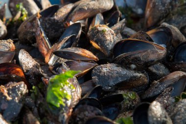 Genç adam midye temizliyor.