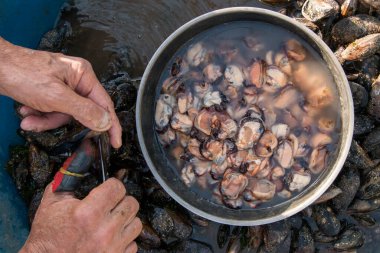 Genç adam midye temizliyor.