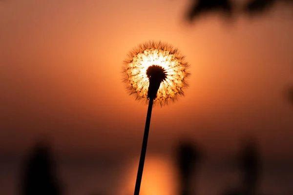 Dandelion Voando Com Vento Pôr Sol Primavera — Fotografia de Stock