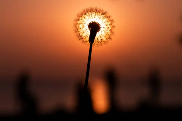 Pusteblume Fliegen Mit Dem Wind Bei Sonnenuntergang Frühling — Stockfoto