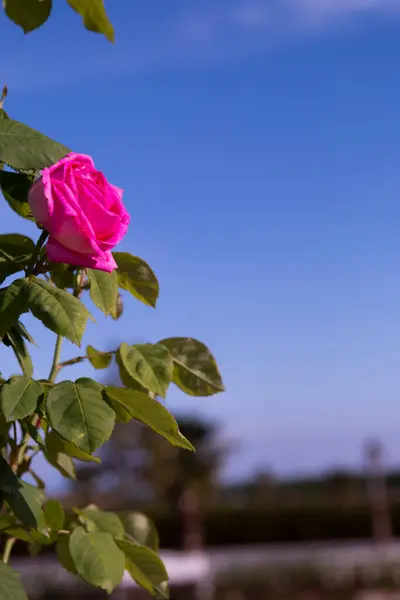 Red Yellow Pink Roses Rose Garden — Stockfoto