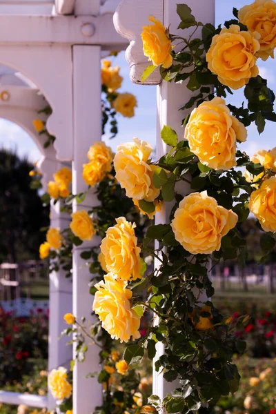 Rote Gelbe Und Rosa Rosen Rosengarten — Stockfoto