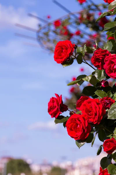 Red Yellow Pink Roses Rose Garden — Stock Photo, Image