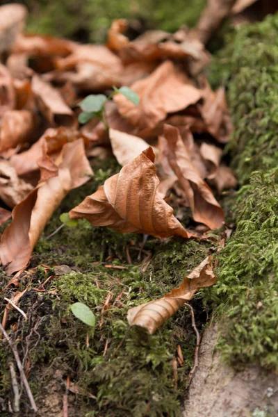 Tree Leaves Autumn Spilled Forest Floor — 스톡 사진