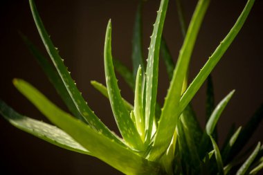 aloe vera bitkisi evdeki saksılarda yetişiyor.