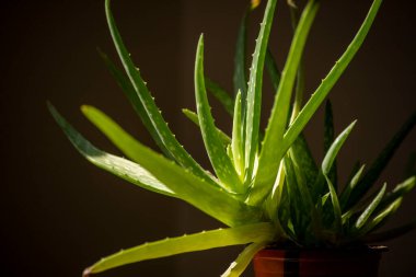aloe vera bitkisi evdeki saksılarda yetişiyor.