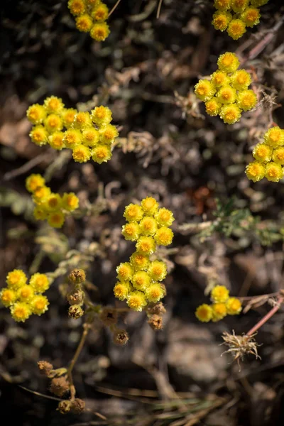 Yellow Flowers Helichrysum Arenarium Immortelle Green Blurry Background Golden Grass — Stock Photo, Image