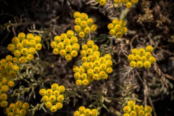 Yellow Flowers Helichrysum Arenarium Immortelle Green Blurry Background Golden Grass — Photo