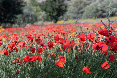 alan bahar kırmızı haşhaş