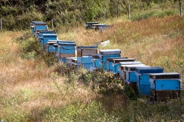 Honey Bee Hives Placed Nature Make Honey — Stockfoto
