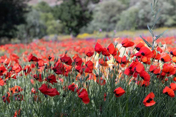 Campo Papoilas Vermelhas Primavera — Fotografia de Stock