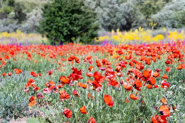 Campo Amapolas Rojas Primavera — Foto de Stock