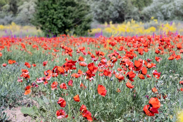 Campo Amapolas Rojas Primavera — Foto de Stock