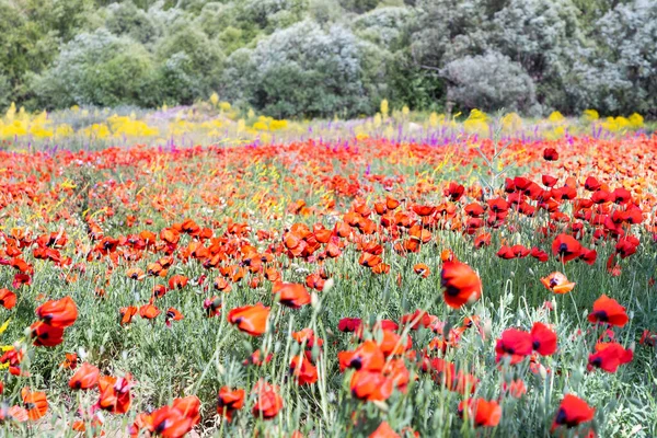 Campo Amapolas Rojas Primavera — Foto de Stock