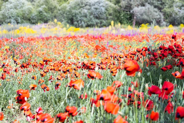 Campo Amapolas Rojas Primavera — Foto de Stock