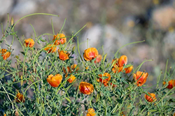 Field Orange Poppies Spring — 스톡 사진