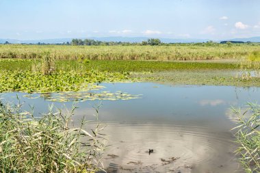 Duzce, Turkey- Ausugust 2022; A pleasant trip to Efteni lake. Efteni lake is quite a visit to the stream. 