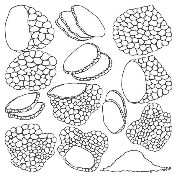 Illustration vectorielle truffe sur fond blanc. Ensemble de contour isolé champignon icône. Ensemble de contours vectoriels icône truffe. — Image vectorielle
