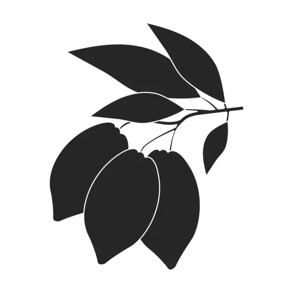 Cocoa bean isolated black illustration icon. Vector illustration chocolate fruit on white background. Vector black icon cocoa bean. — Stock Vector