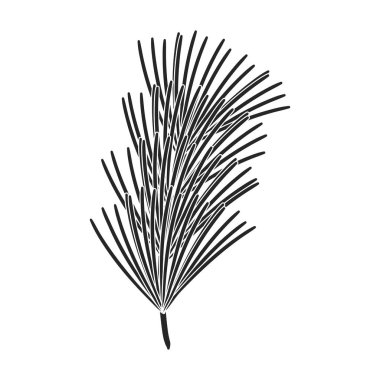 Dal çamı siyah ikonu izole etti. Beyaz arka planda vektör illüstrasyon çam ağacı çamı. Vektör siyah illüstrasyon simgesi ağaç kozalağı.