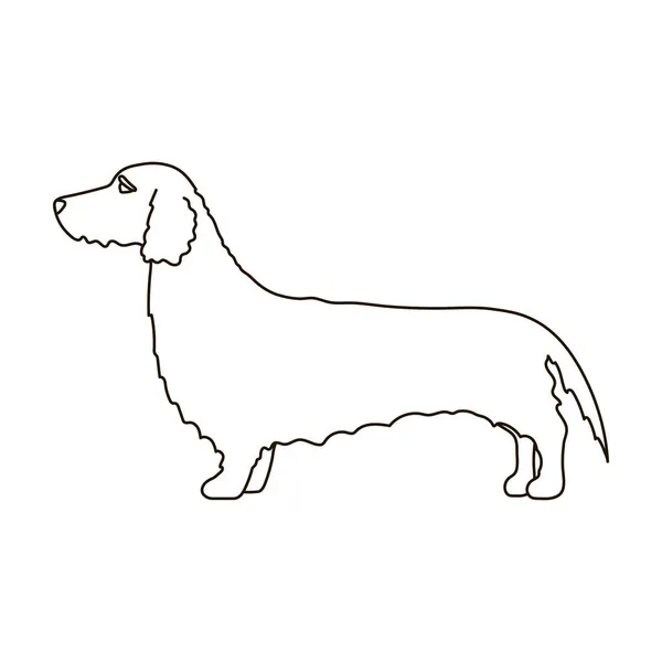 Icône vectorielle Dachshund. Icône vectorielle contour isolé sur fond blanc teckel. — Image vectorielle