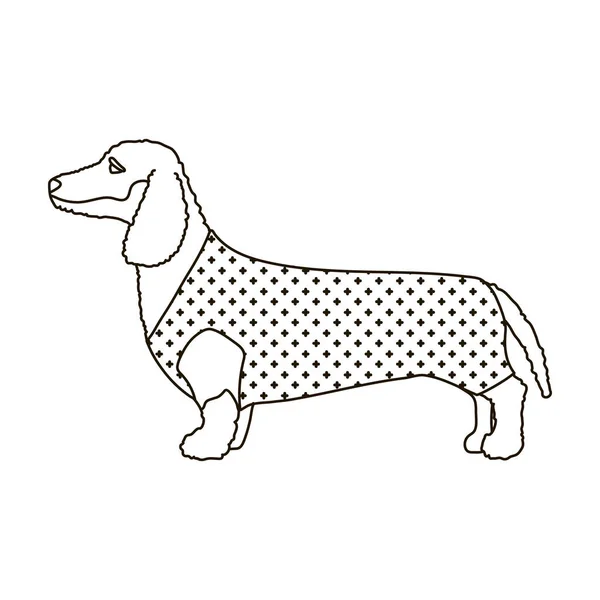 Dachshund vector icon.Outline icono de vector aislado sobre fondo blanco dachshund. — Vector de stock