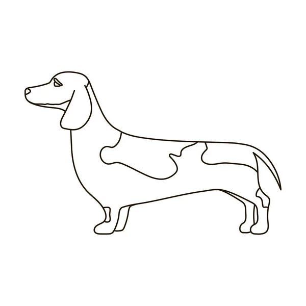 Dachshund vetor icon.Outline vetor ícone isolado no fundo branco dachshund. — Vetor de Stock