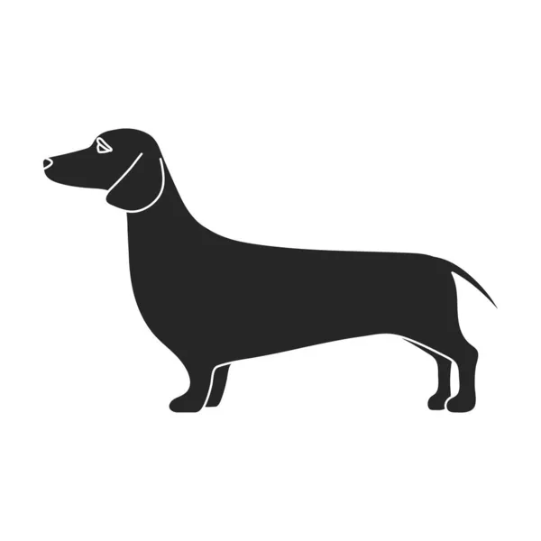Dachshund vector icon.Black icono vectorial aislado sobre fondo blanco dachshund. — Vector de stock