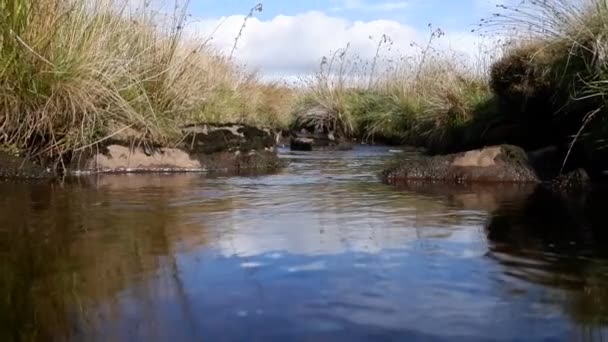 浅い湿地ストリームの例 — ストック動画