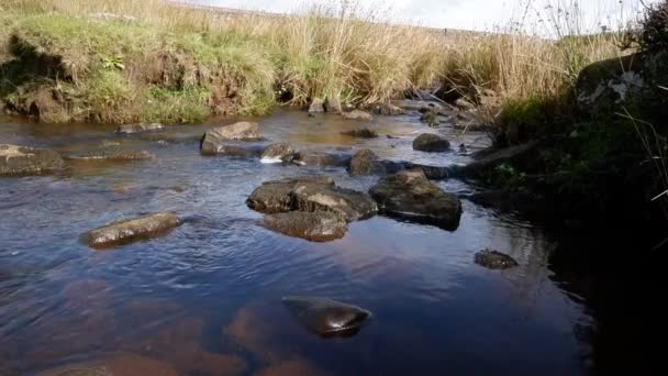 浅い湿地ストリームの例 — ストック動画