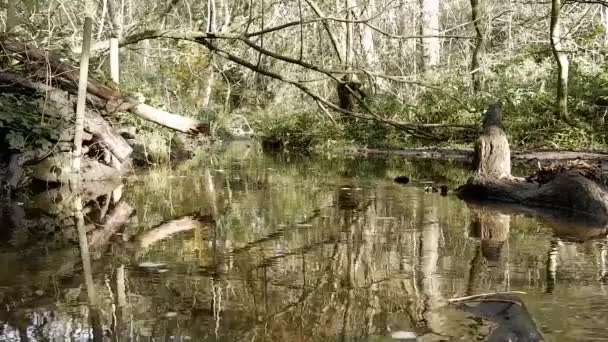 Exemple Vapeur Forêt Lente — Video
