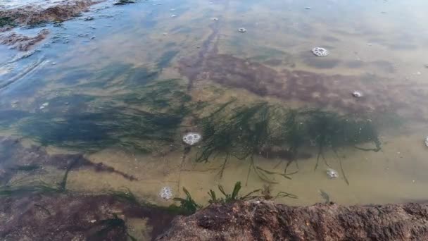 潮流で動く海藻 — ストック動画