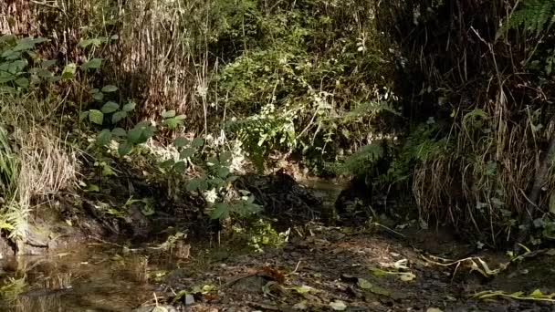 Pequeña Imagen Del Arroyo Del Bosque Poco Profundo — Vídeos de Stock