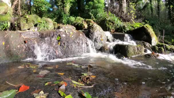 Agua Goteando Sobre Rocas Arroyo — Vídeos de Stock