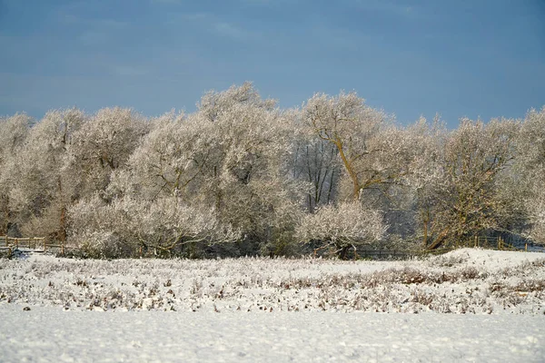 Verschneite Winterlandschaft Und Bäume — Stockfoto