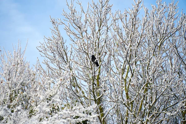 Cuervo Solitario Sentado Árbol Cubierto Nieve —  Fotos de Stock