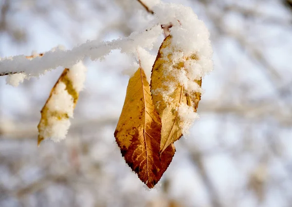 Časný Sníh Podzimním Listě — Stock fotografie
