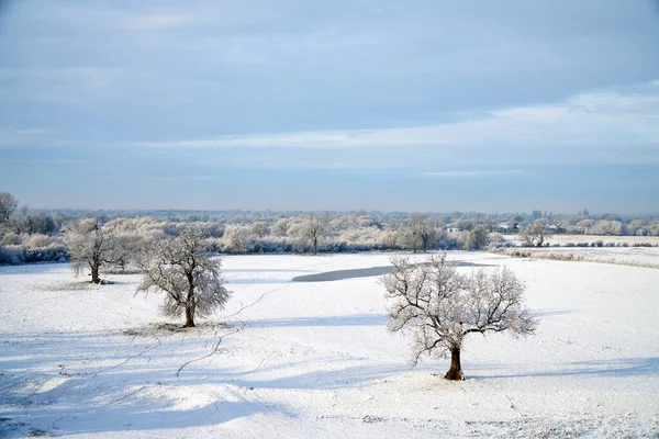 Boom Een Sneeuw Bedekt Besneeuwd Landschap — Stockfoto